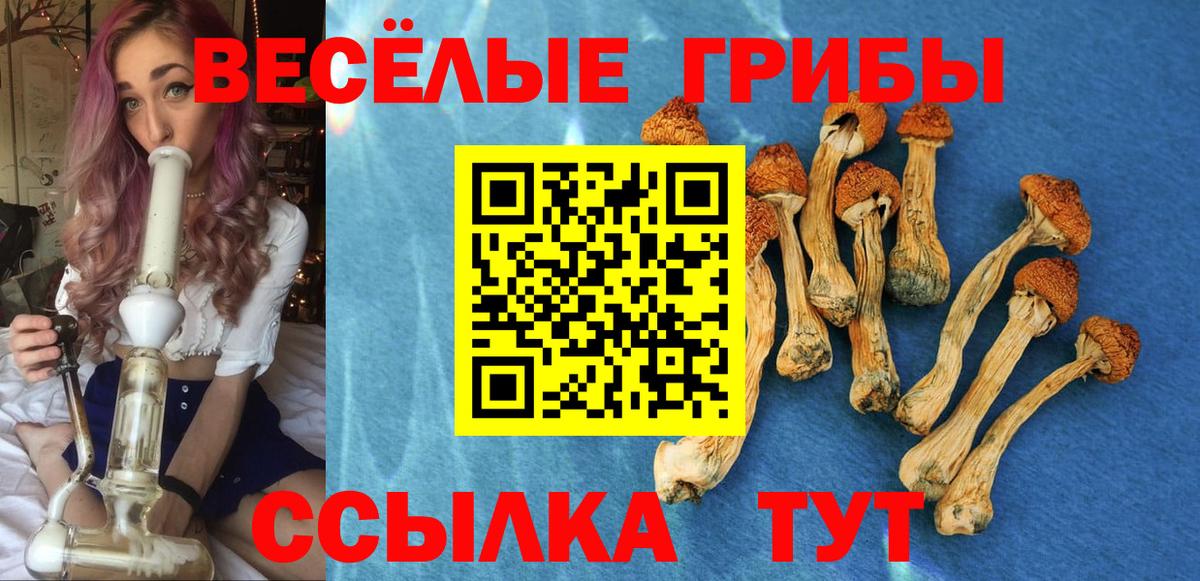 Псилоцибиновые грибы Psilocybe Фрязино